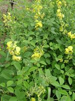 Crotalaria laburnifolia all-t.JPG